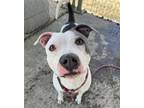 Adopt HILMA a Pit Bull Terrier