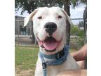 Adopt KAIA a Pit Bull Terrier, Dogo Argentino