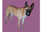 Adopt XENA - A056184 a German Shepherd Dog