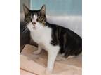 Adopt MINNIE a Domestic Short Hair