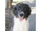 Adopt ARIEL a Border Collie, Great Pyrenees
