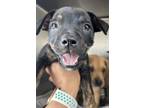 Adopt CANDY a Pit Bull Terrier, Mixed Breed