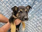 Adopt DIVA a German Shepherd Dog, Mixed Breed
