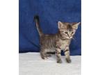 Adopt MOCHA a Domestic Short Hair