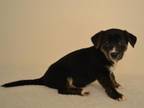 Adopt A602888 a German Shepherd Dog, Mixed Breed