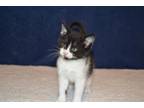 Adopt BUTTONS a Domestic Short Hair