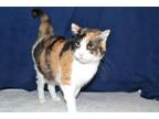 Adopt FRANCESCA a Domestic Short Hair