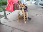 Adopt NALA a Pit Bull Terrier, Boxer