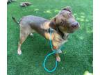 Adopt MILLIE a Pit Bull Terrier