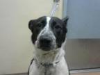 Adopt PRINCESS PEACH a Border Collie, Mixed Breed