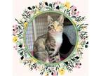 Adopt TIN LIZZIE a Domestic Short Hair