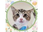 Adopt CANARY a Domestic Short Hair