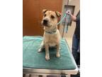 Adopt REBA a Australian Cattle Dog / Blue Heeler, Mixed Breed