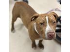 Adopt UNKNOWN a Pit Bull Terrier