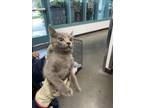 Adopt WARIO a Domestic Short Hair