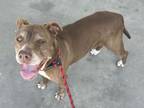 Adopt CHERRY a Mixed Breed