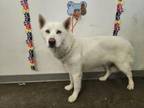 Adopt SNOW CONE a Husky, Mixed Breed