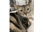 Adopt MISS TABBY a Domestic Short Hair