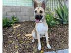 Adopt MISSY a Mixed Breed