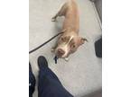 Adopt DELILIAH a Pit Bull Terrier, Mixed Breed
