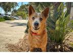 Adopt MATEA a Australian Cattle Dog / Blue Heeler