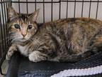 Adopt TABITHA a Domestic Short Hair