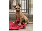 Adopt A069590 a Terrier, Mixed Breed