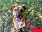 Adopt BRANDY a Pit Bull Terrier, Mixed Breed