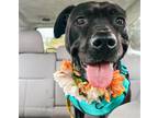 Adopt TWINKIE a Pit Bull Terrier, Labrador Retriever