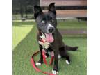 Adopt MAZE a Siberian Husky, Pit Bull Terrier