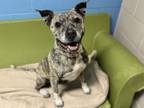 Adopt LETTIE a Pit Bull Terrier, Mixed Breed