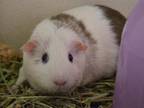 Adopt SQUEEKES a Guinea Pig