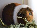 Adopt GINGER a Guinea Pig