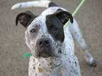 Adopt MIA a Pit Bull Terrier, Mixed Breed