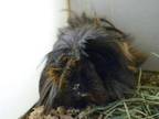 Adopt CAT POWER a Guinea Pig