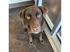 Adopt Lucy a Chocolate Labrador Retriever