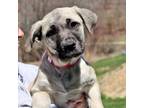 Adopt CT Adelie a Great Pyrenees, Black Mouth Cur