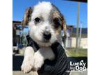 Adopt Balsam a Jack Russell Terrier, Beagle