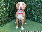 Adopt MS BUBBLEGUM a Pit Bull Terrier