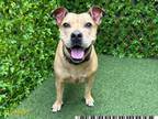 Adopt DAISY a Pit Bull Terrier, Mixed Breed