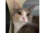 Adopt Reese a Domestic Short Hair