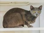 Adopt GRACE a Russian Blue