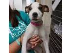 Adopt Padme a Mixed Breed