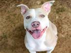 Adopt EMILY a American Staffordshire Terrier, Mixed Breed