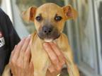 Adopt DAPHNE a American Staffordshire Terrier, Mixed Breed
