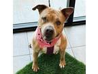 Adopt ALICIA a American Staffordshire Terrier