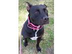 Adopt SHADOW a American Staffordshire Terrier, Mixed Breed