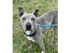 Adopt MANDY a American Staffordshire Terrier