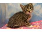 Adopt A2349361 a Domestic Short Hair