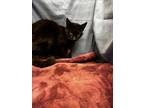 Adopt SADIE a Domestic Short Hair